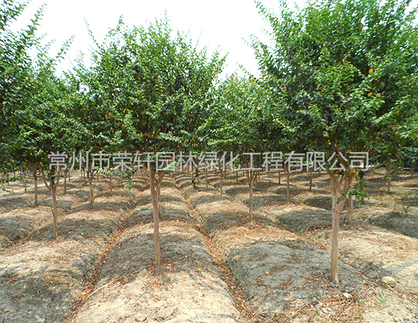 苗圃基地紫薇養(yǎng)護(hù)